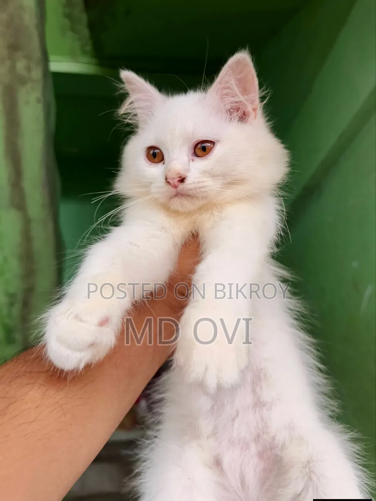 1-3 Months Female Purebred Persian Cat