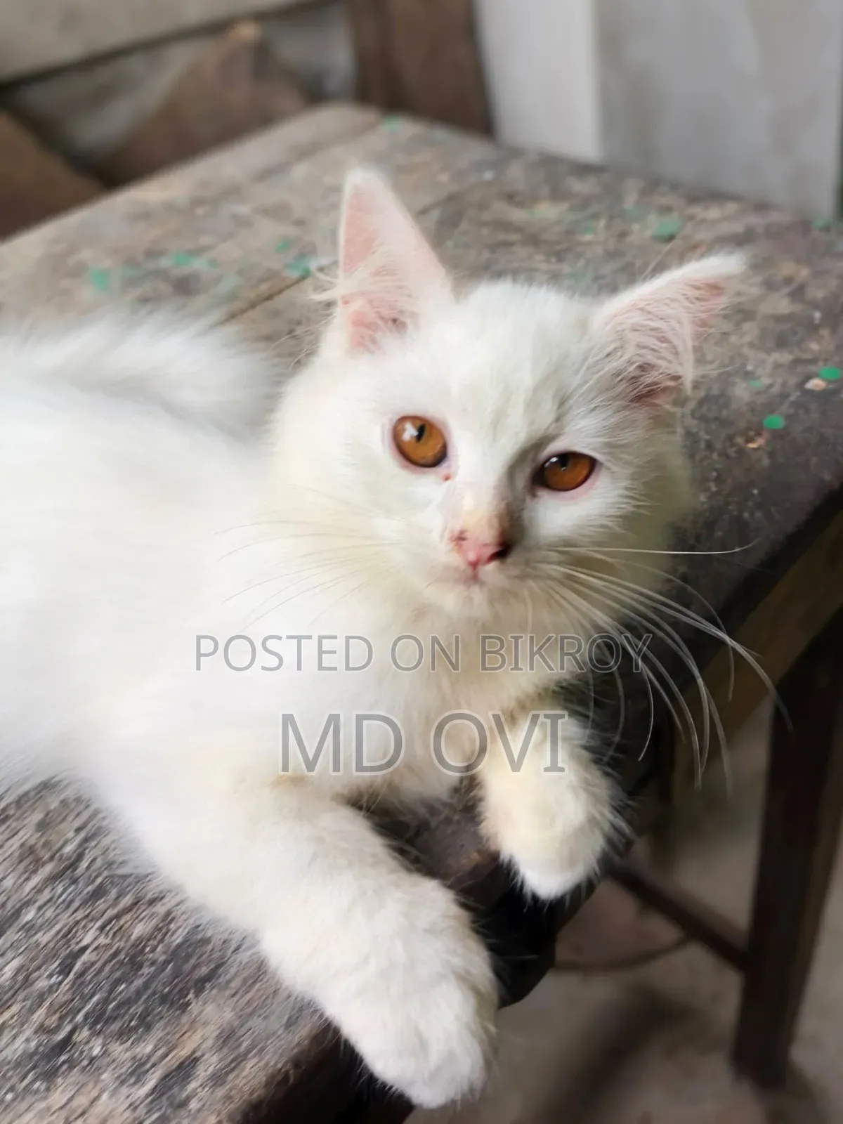 1-3 Months Female Purebred Persian Cat