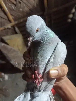 সিলভার রেসার কবুতর ১ পিস মদ্দা।