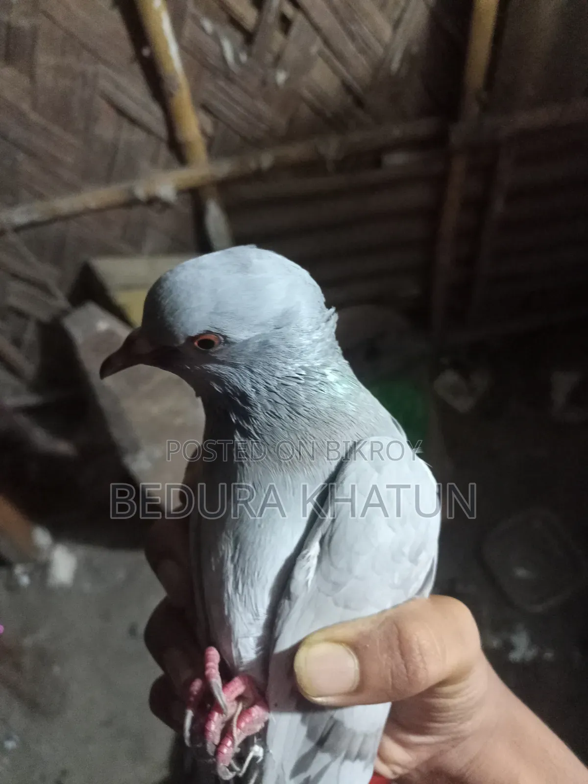 সিলভার রেসার কবুতর ১ পিস মদ্দা।