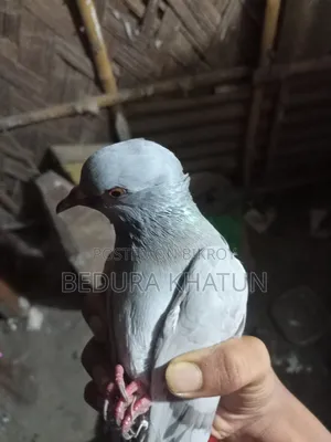 সিলভার রেসার কবুতর ১ পিস মদ্দা।