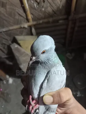 সিলভার রেসার কবুতর ১ পিস মদ্দা।