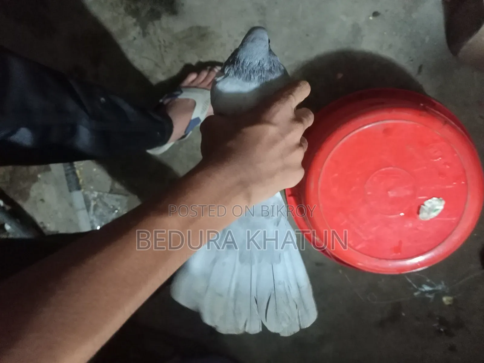 সিলভার রেসার কবুতর ১ পিস মদ্দা।