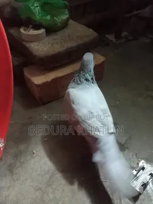 সিলভার রেসার কবুতর ১ পিস মদ্দা।