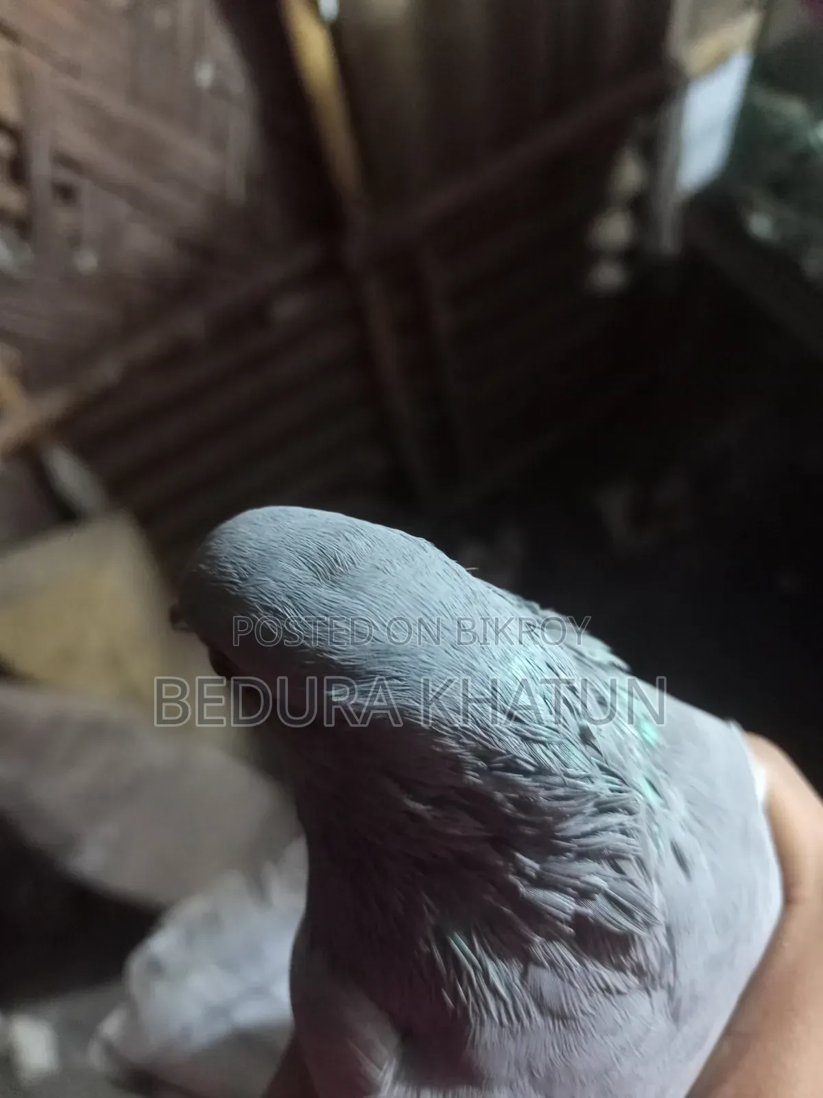সিলভার রেসার কবুতর ১ পিস মদ্দা।