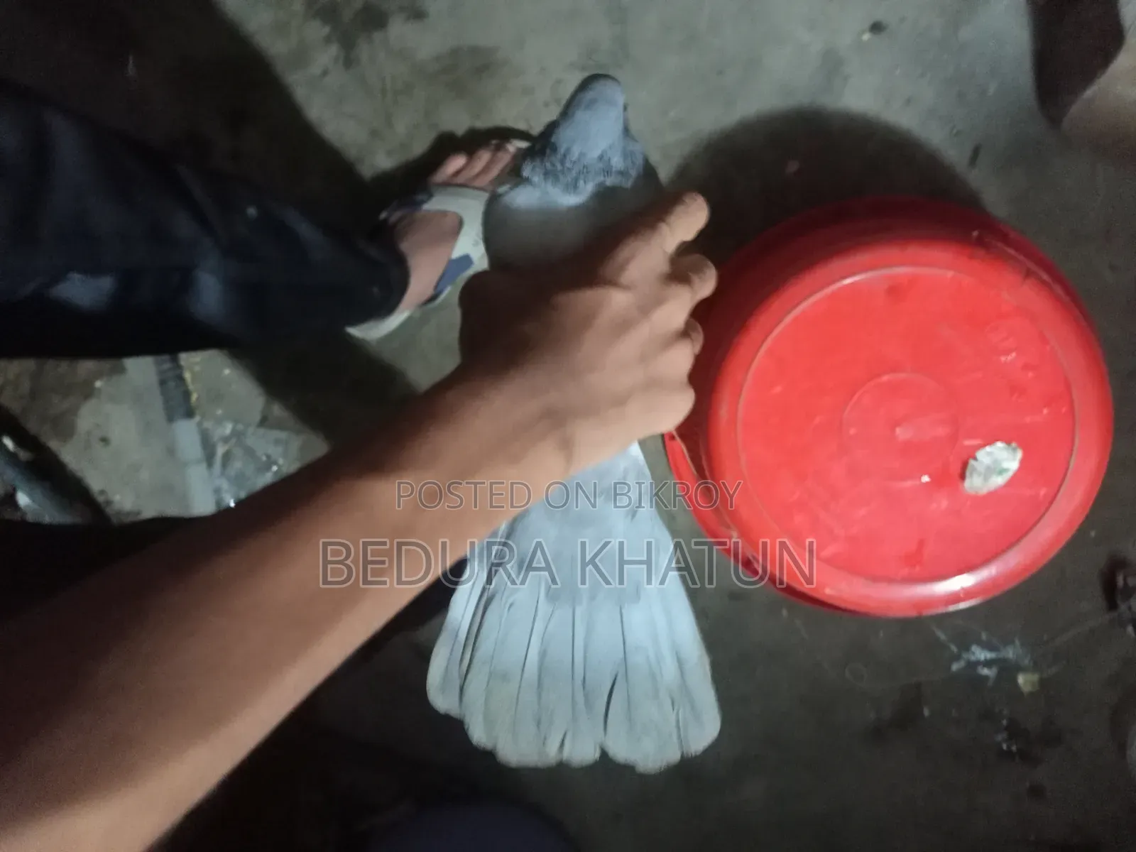 সিলভার রেসার কবুতর ১ পিস মদ্দা।