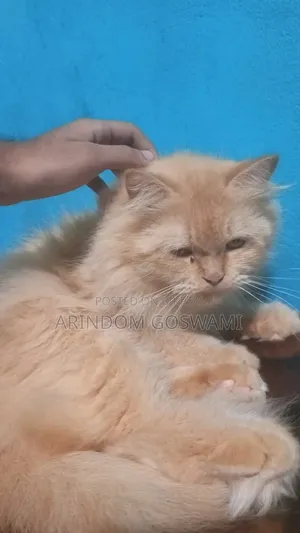 ১+ বছরের পুরুষ খাঁটি পার্সিয়ান