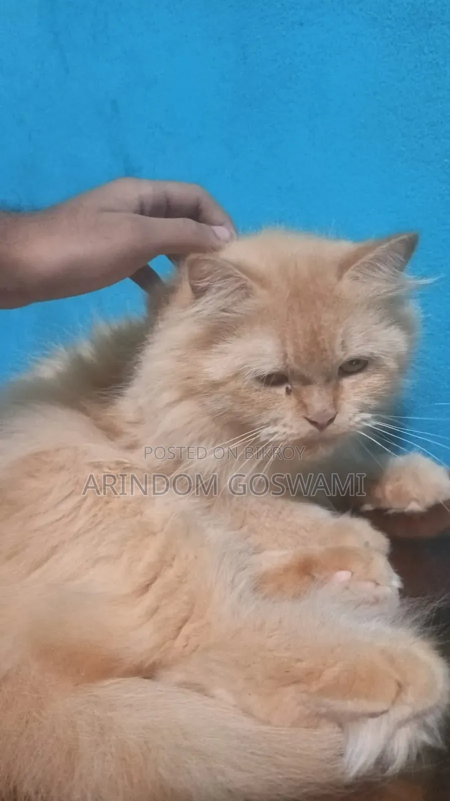 ১+ বছরের পুরুষ খাঁটি পার্সিয়ান