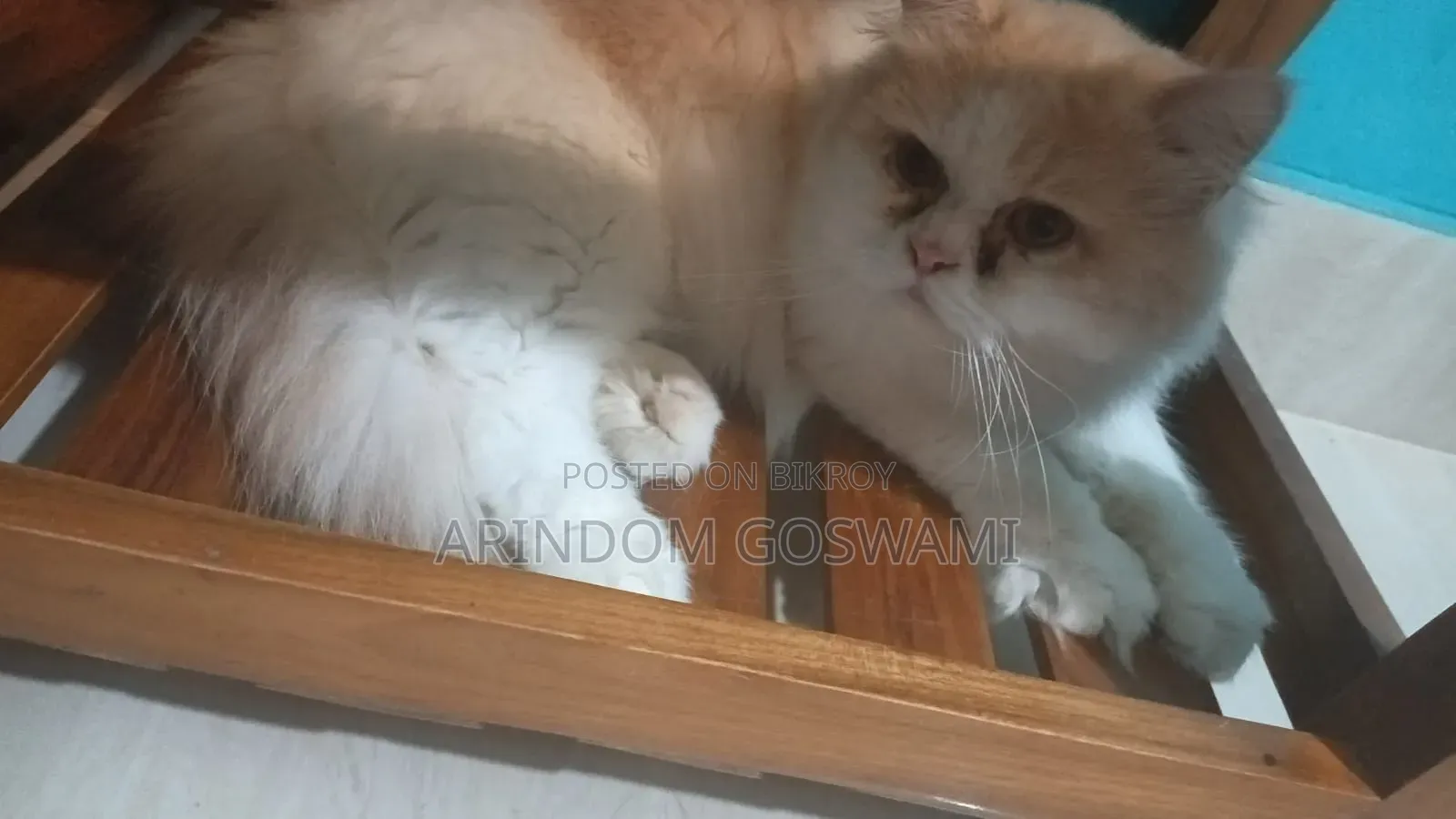 ১+ বছরের পুরুষ খাঁটি পার্সিয়ান