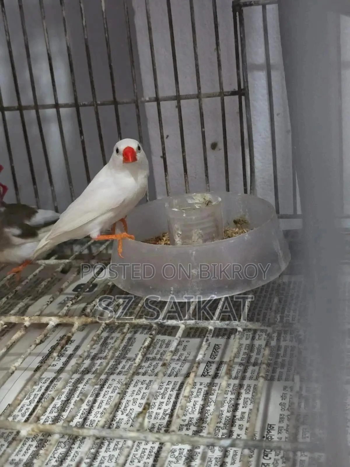 স্নো হোয়াইট ফিঞ্চ মেল