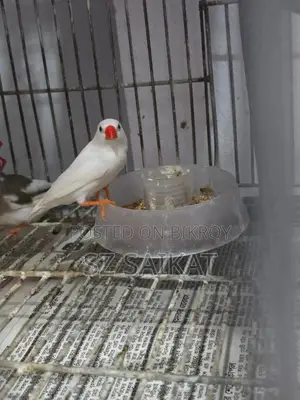স্নো হোয়াইট ফিঞ্চ মেল