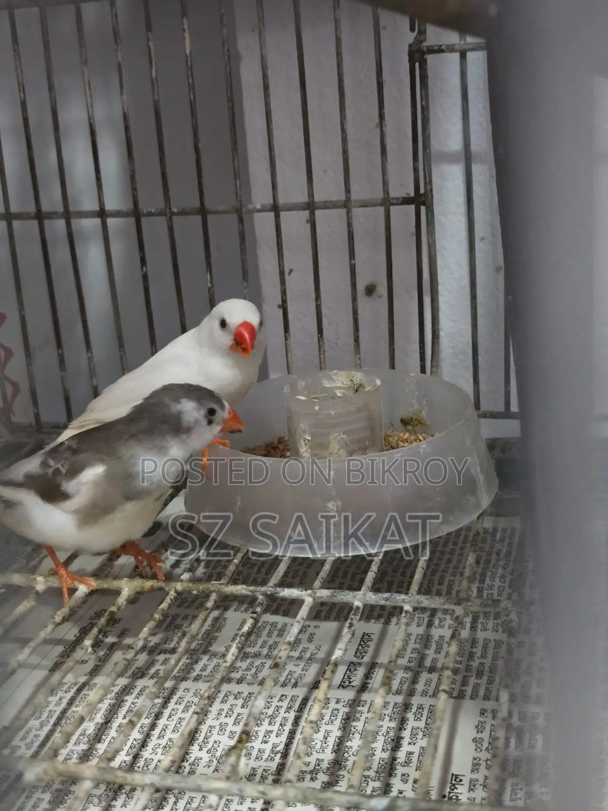 স্নো হোয়াইট ফিঞ্চ মেল