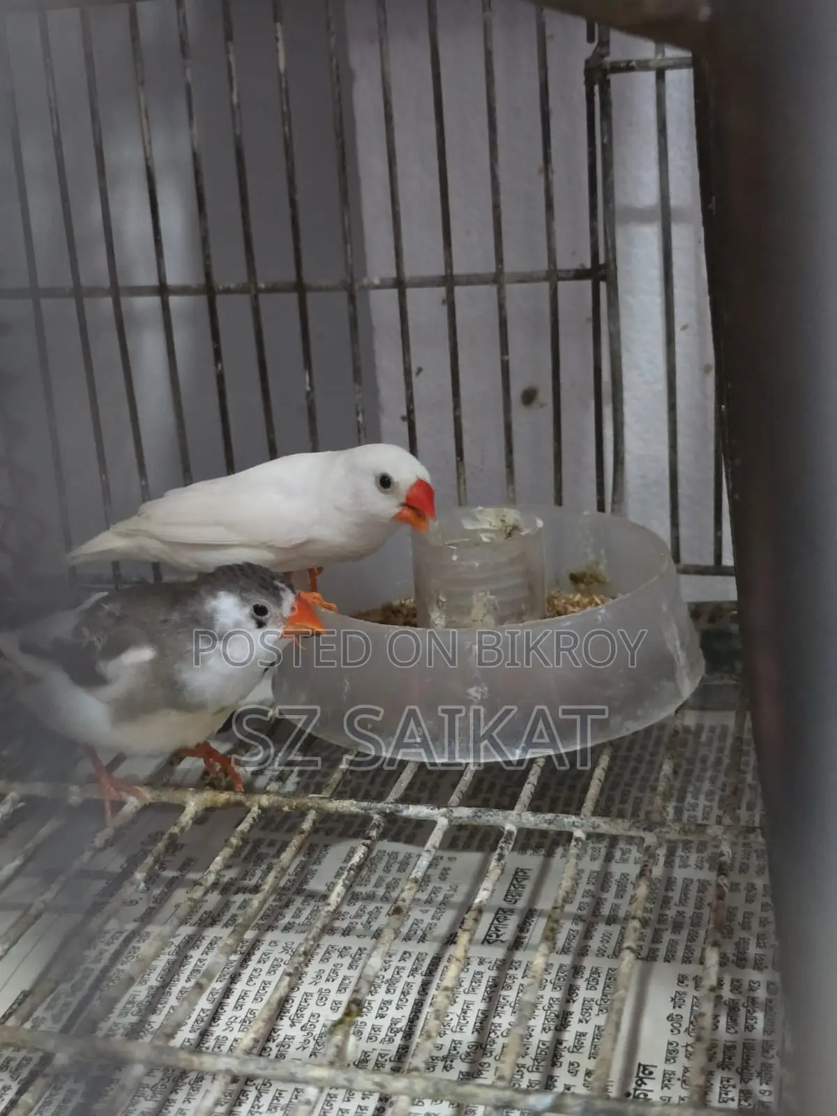 স্নো হোয়াইট ফিঞ্চ মেল