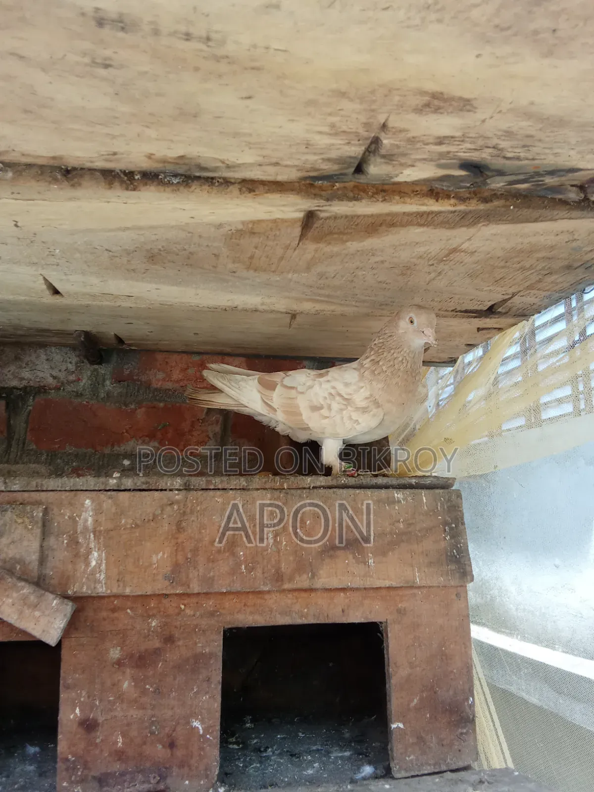 Some local pigeons will be sold.
