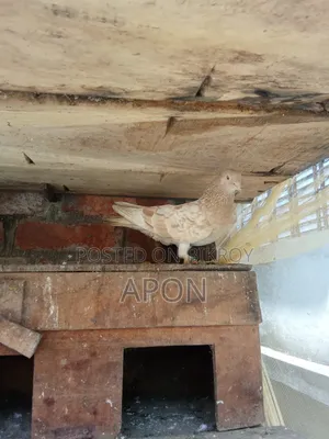 Some local pigeons will be sold.