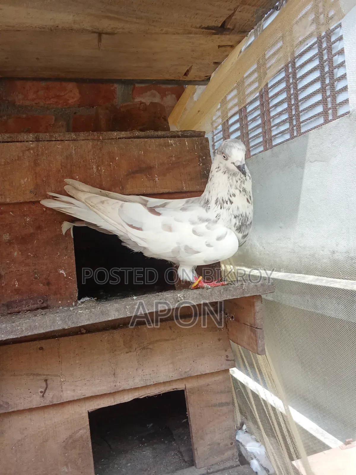 Some local pigeons will be sold.