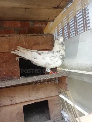 Some local pigeons will be sold.