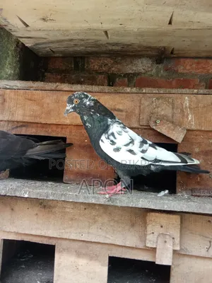 Some local pigeons will be sold.