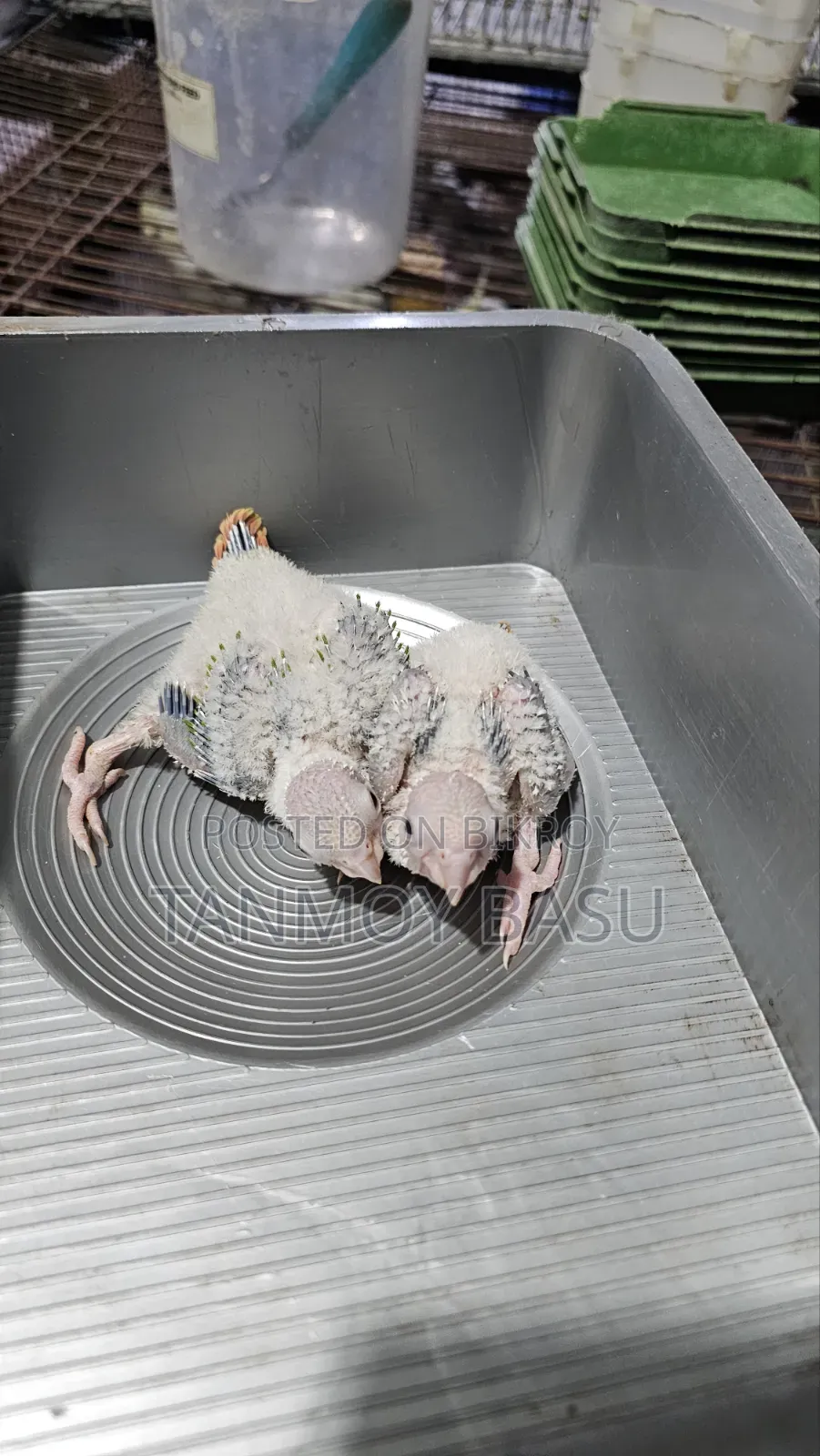 পাইনাপেল কুনর টেম সাইজ বেবি।