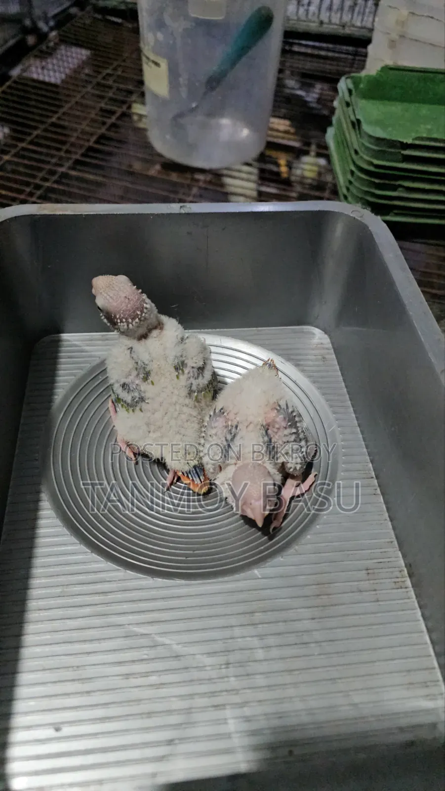পাইনাপেল কুনর টেম সাইজ বেবি।