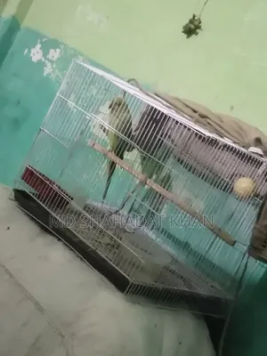 সখের পাখি টা বিক্রি করবো ইমারজেন্সি টাকা লাগবে