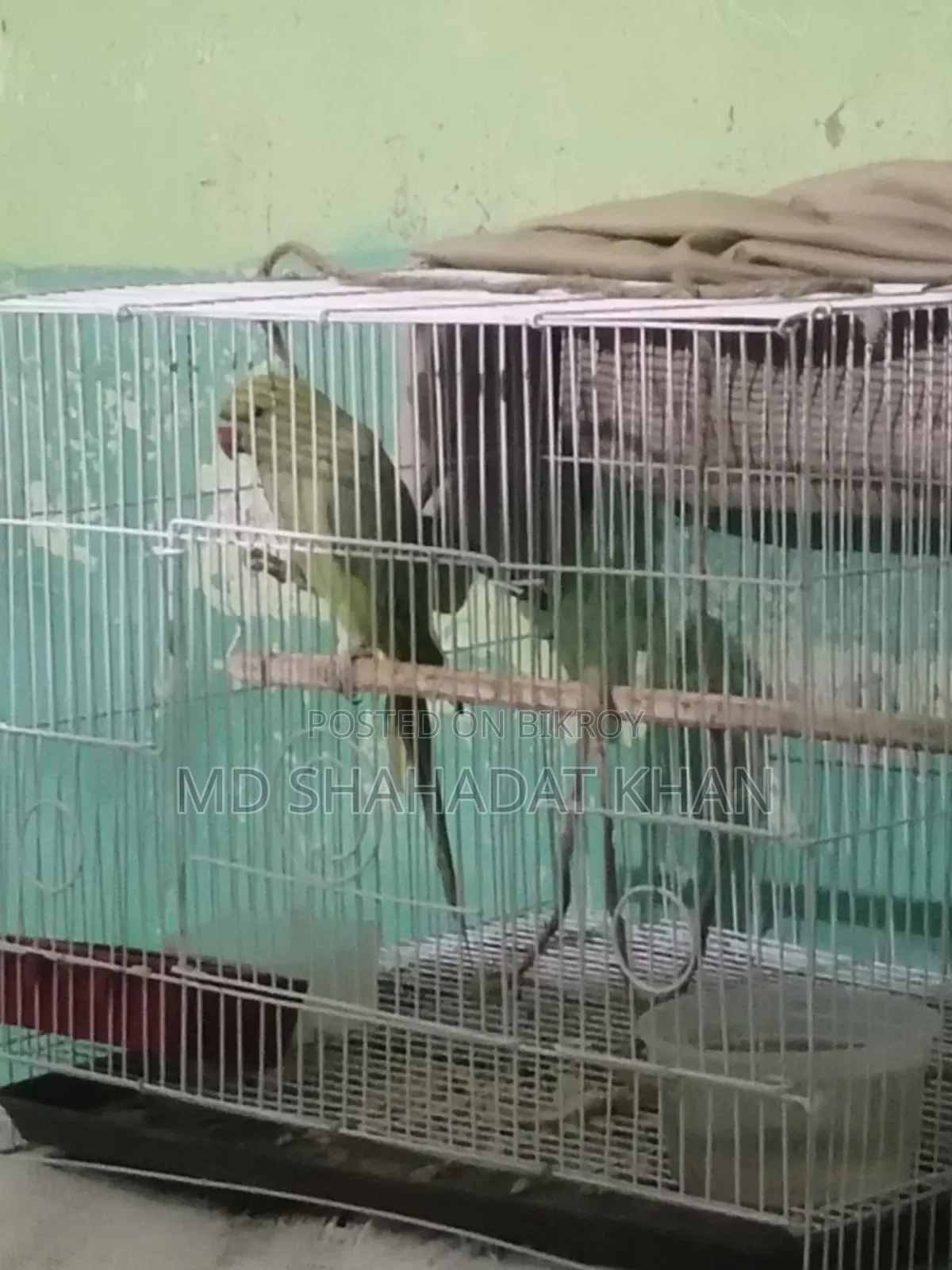 সখের পাখি টা বিক্রি করবো ইমারজেন্সি টাকা লাগবে