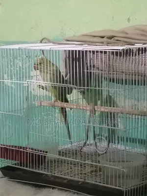 সখের পাখি টা বিক্রি করবো ইমারজেন্সি টাকা লাগবে