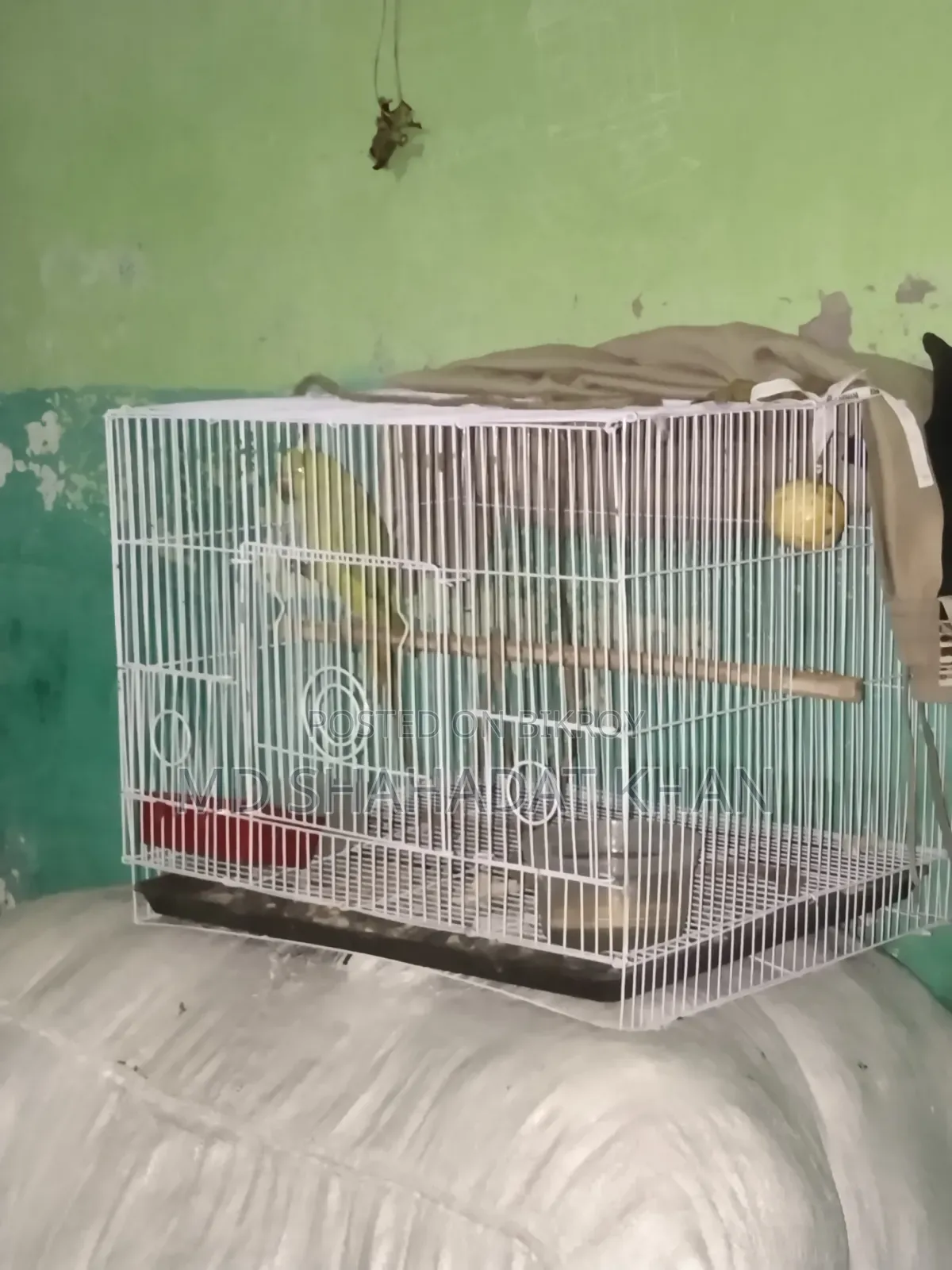সখের পাখি টা বিক্রি করবো ইমারজেন্সি টাকা লাগবে