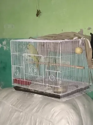 সখের পাখি টা বিক্রি করবো ইমারজেন্সি টাকা লাগবে