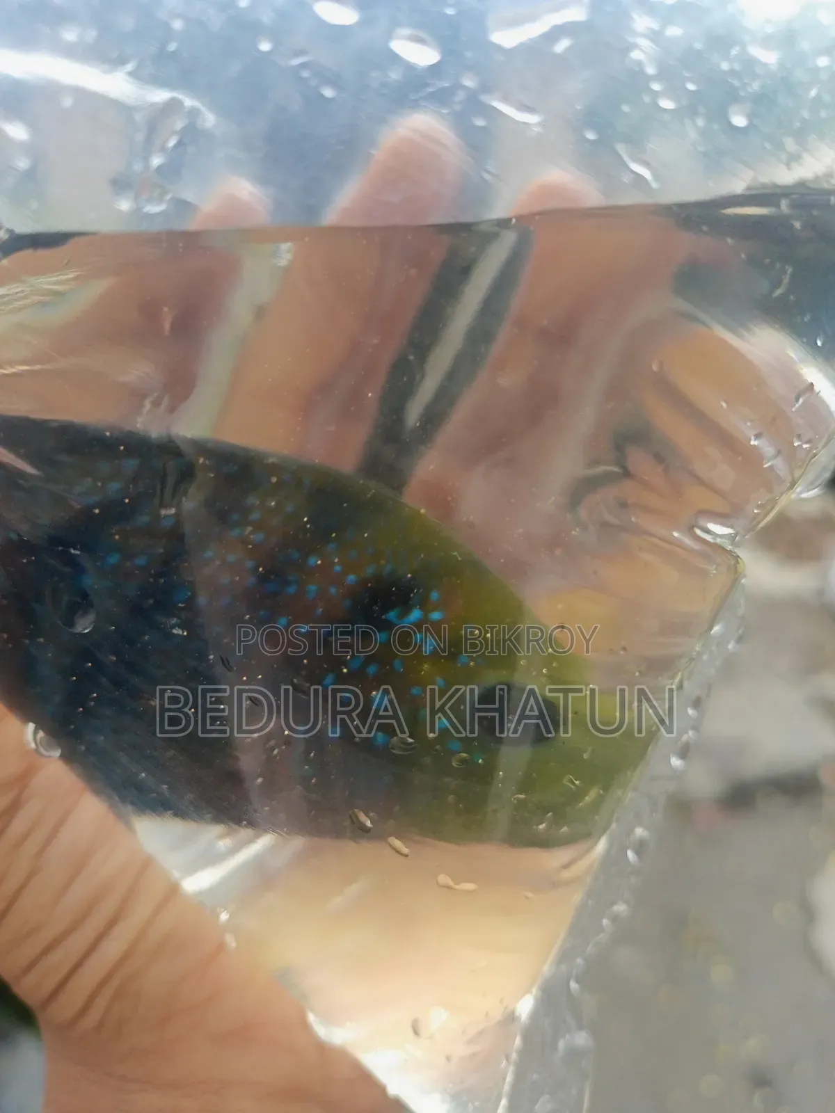 Green Texas Cichlid
