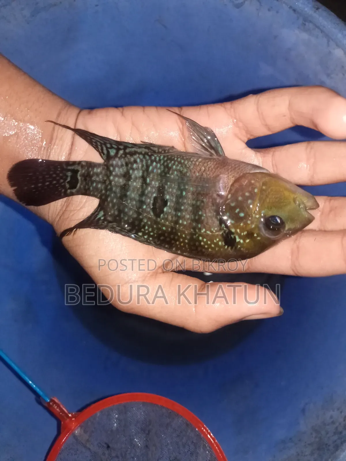 Green Texas Cichlid