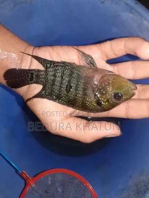 Green Texas Cichlid