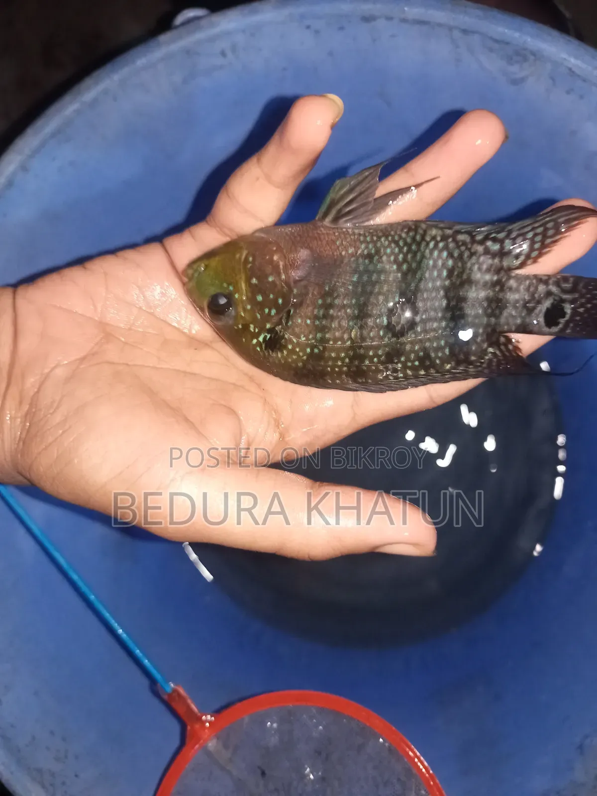 Green Texas Cichlid