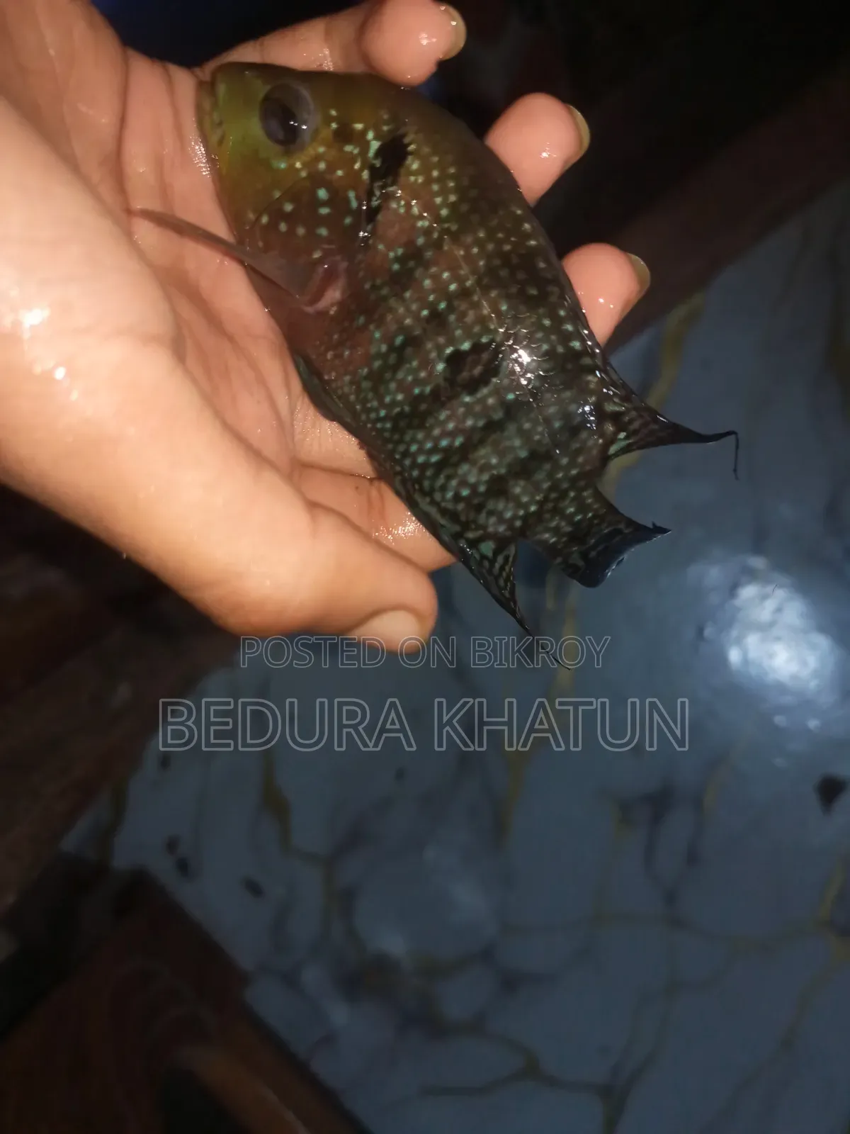 Green Texas Cichlid