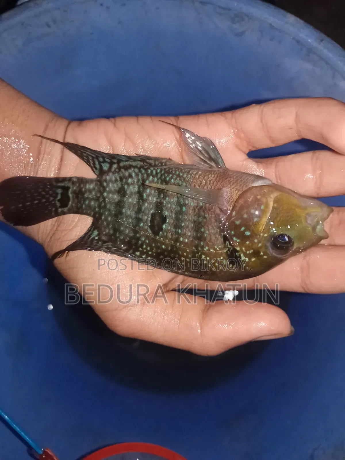 Green Texas Cichlid