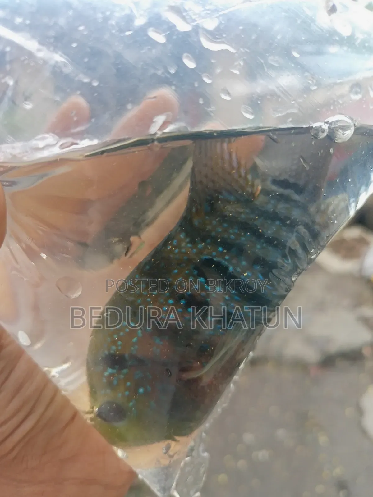 Green Texas Cichlid
