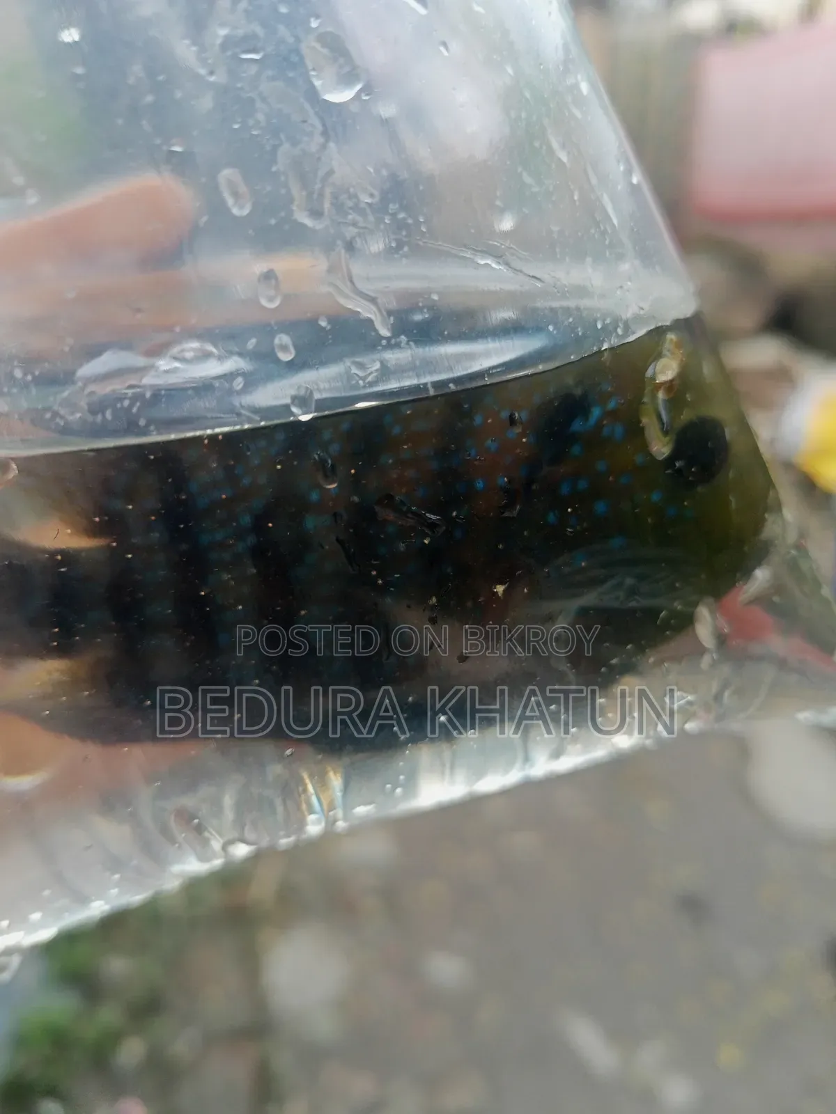 Green Texas Cichlid