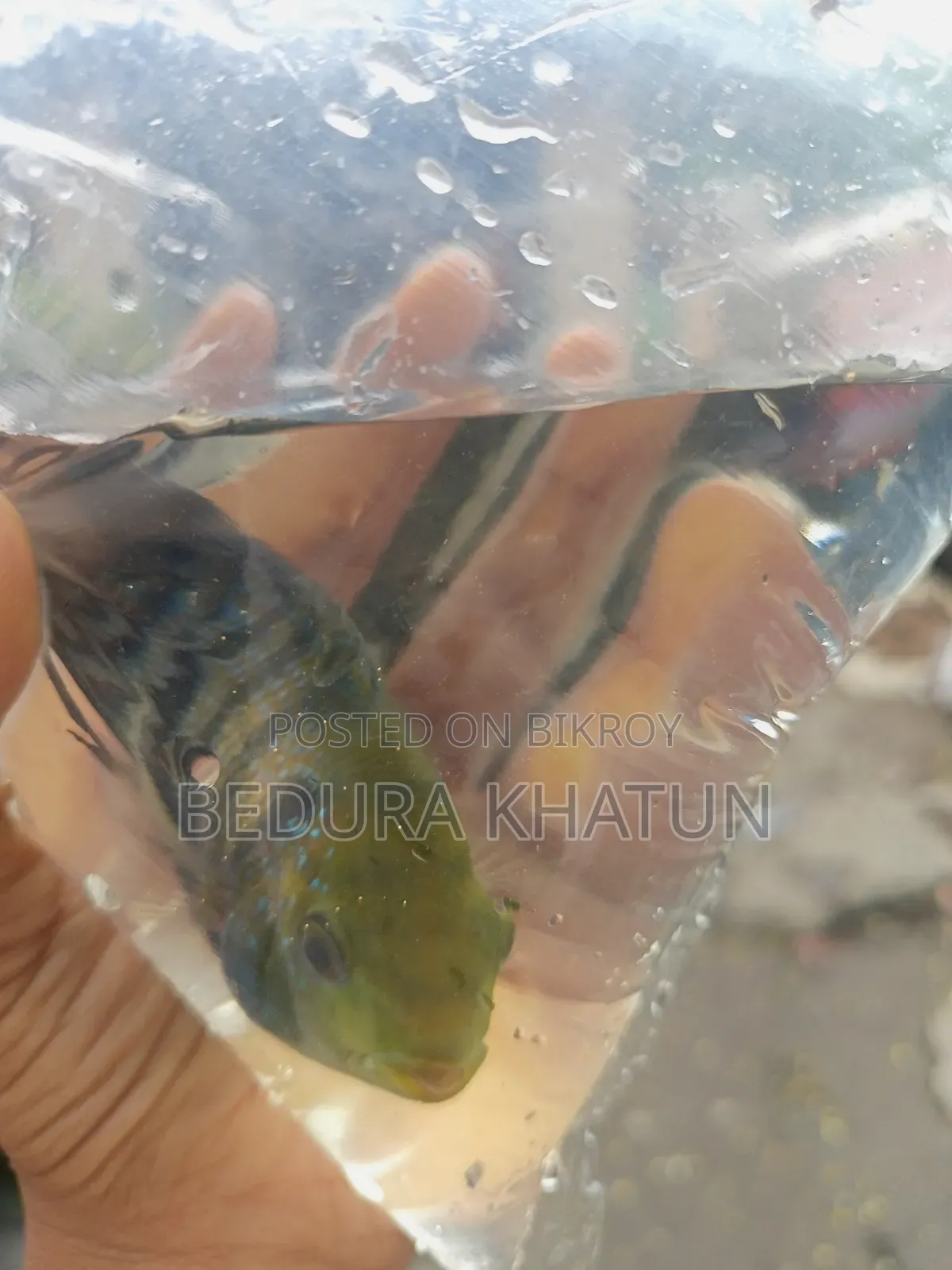 Green Texas Cichlid