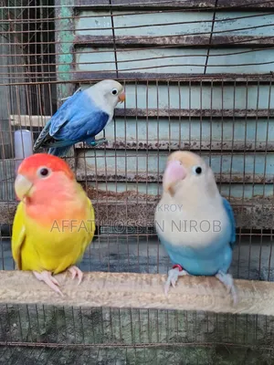 কোকাটেল রানিং পেয়ার, ৩ পিছ লাভবার্ডস ডিএনে করা নেই, পায়ে ক্লোজ রিং