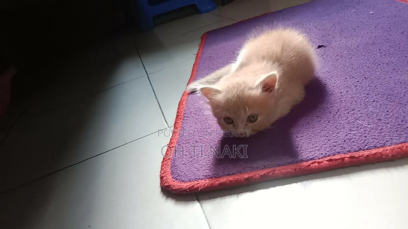 1-3 Months Male Purebred Persian Cat