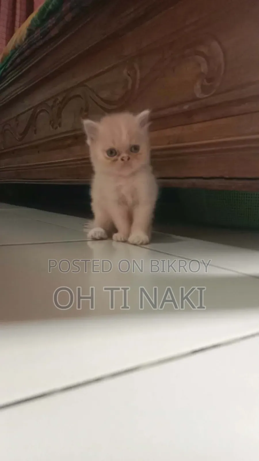 1-3 Months Male Purebred Persian Cat