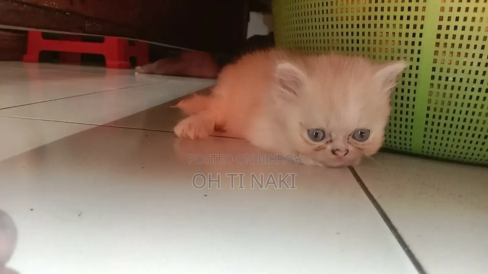 1-3 Months Male Purebred Persian Cat