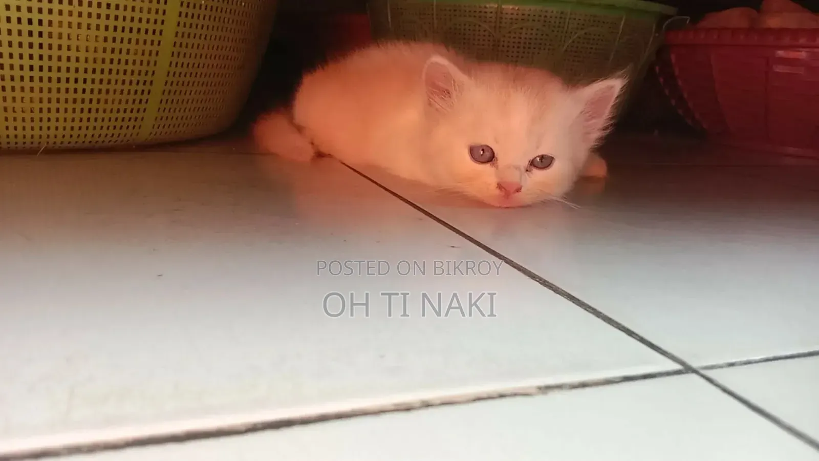 1-3 Months Male Purebred Persian Cat