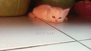 1-3 Months Male Purebred Persian Cat