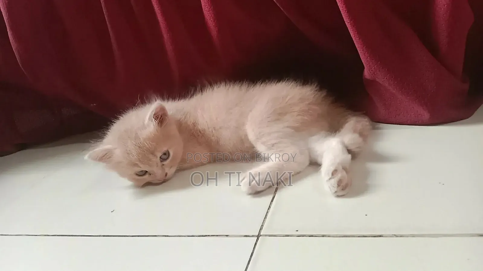 1-3 Months Male Purebred Persian Cat