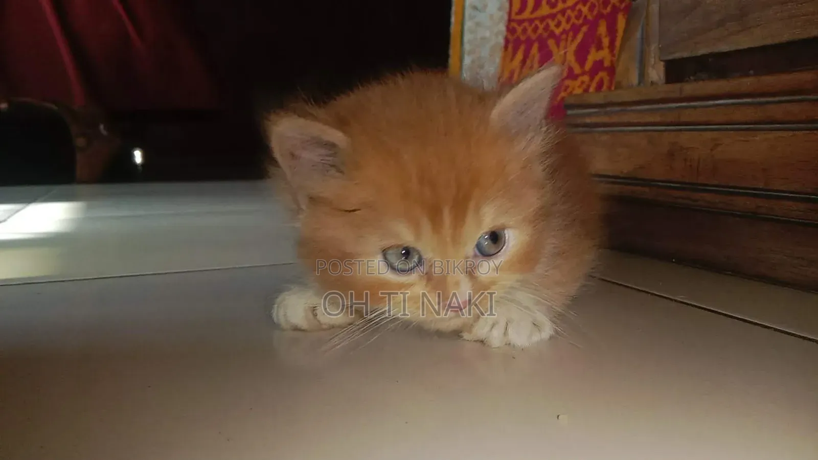 1-3 Months Male Purebred Persian Cat