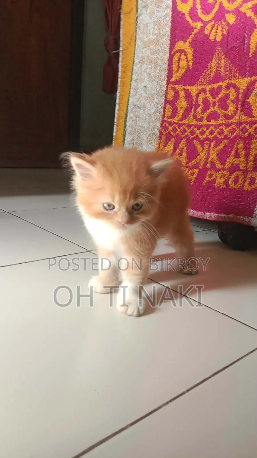 1-3 Months Male Purebred Persian Cat