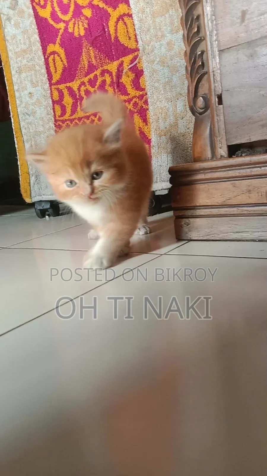 1-3 Months Male Purebred Persian Cat