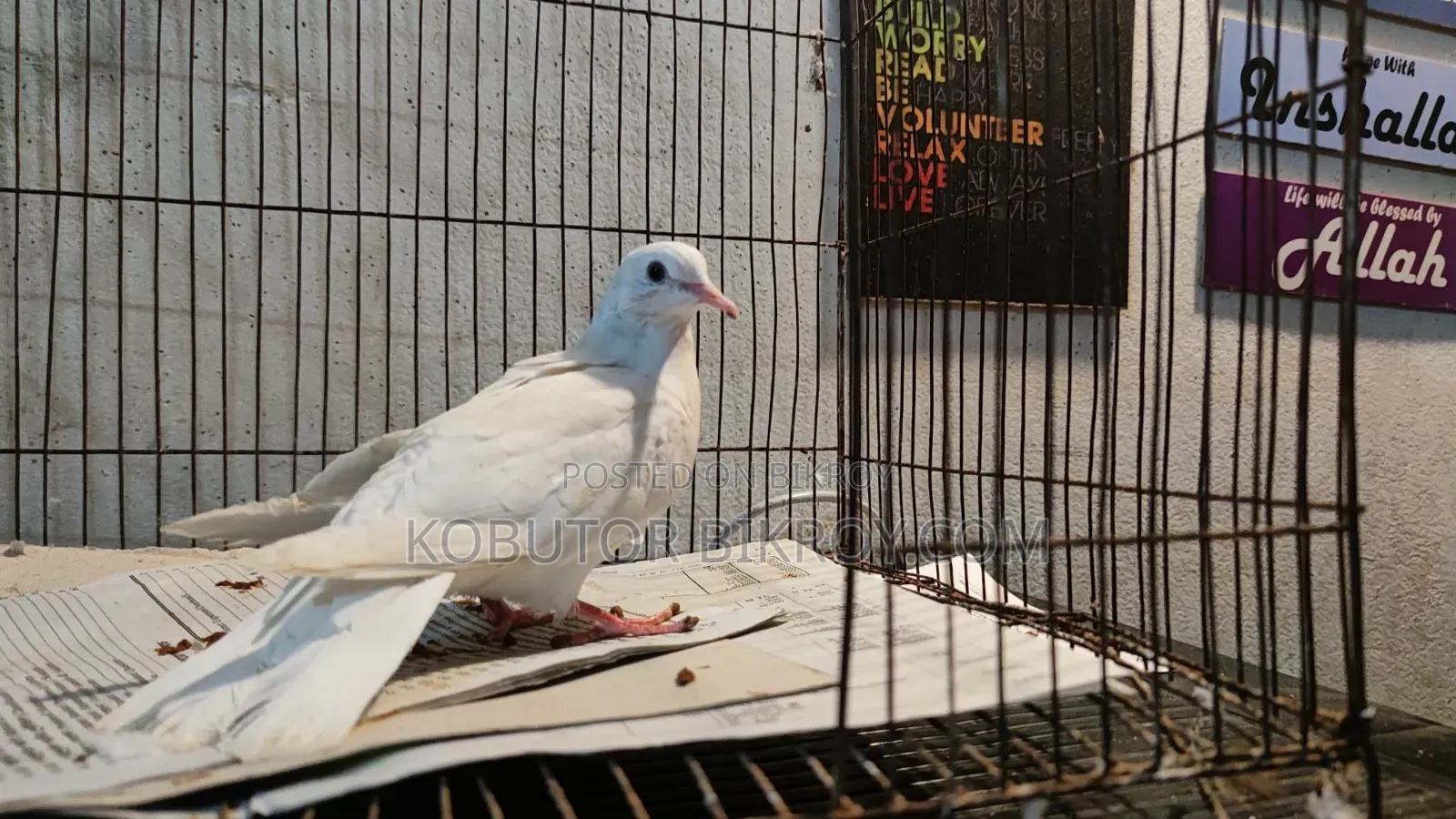 একটা ঘুঘু পাখি বিক্রয় হবে।