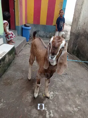 পাঠা বাচ্চা ছাগল, ৪ মাস বয়স
